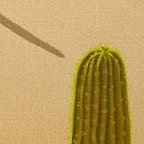 thumbnail link to saguaro sun