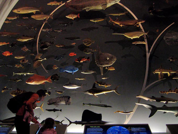 a mother and child in front of the fish tank display of the museum of natural history